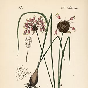 Wild garlic, Allium vineale