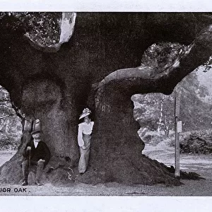 A Woman standing in the trunk of the Major Oak, Sherwood