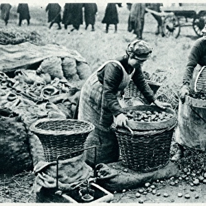 Women farm workers 1917