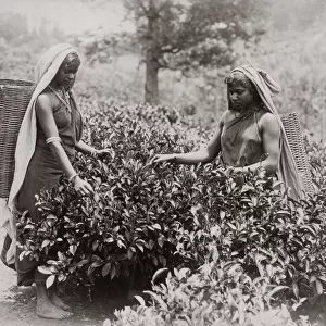 Women picking tea, India, c. 1890