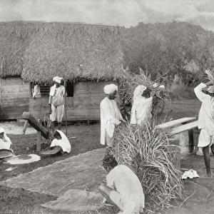 Workers Preparing Rice in Jamaica