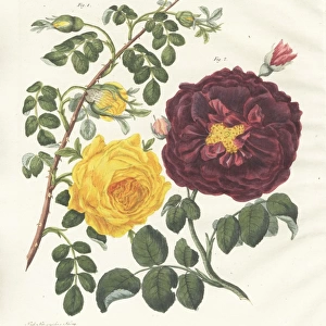 Yellow centifolia rose and purple rose