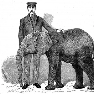 Young African Elephant at London Zoo, 1882
