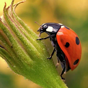 7-Spot Ladybird - On flower
