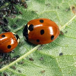 7-spot Ladybirds - feeding on aphids - UK also know as Coccinella septempunctata