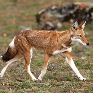 Abyssinian / Ethiopian Wolf / Simien Jackal / Simien Fox - endangered. Bale Mountains - Ethiopia. 4000 m - 4300 m