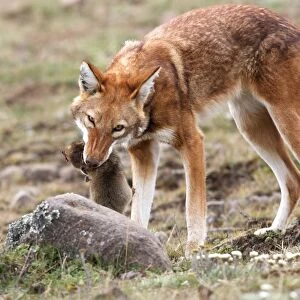 Abyssinian / Ethiopian Wolf / Simien Jackal / Simien Fox - eating molerat. Endangered. Bale Mountains - Ethiopia. 4000 m - 4300 m