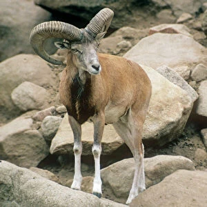 Afghan Urial Sheep - male