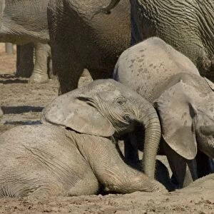 African Elephant calves playing in mud by waterhole. Addo Elephant National Park, Eastern Cape, South Africa