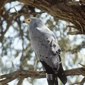 African Harrier-hawk - perched on branch, rear view 