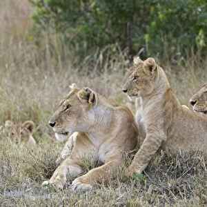 African Lion - mother and 4-5 month old cub - Masai Mara Reserve - Kenya