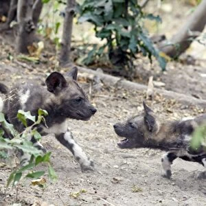 African Wild Dog - 6 week old pup (s) - Northern Botswana - Africa - *Endangered species