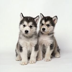 Alaskan Malamute Dog Puppies