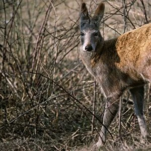 Alpine Musk Deer - male in captivity - Kashmir