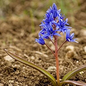 Alpine Squill - near the snow-line in the Bey Dag, south Turkey