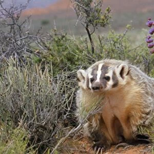 American Badger - in its habitat