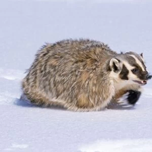 American Badger - running in snow