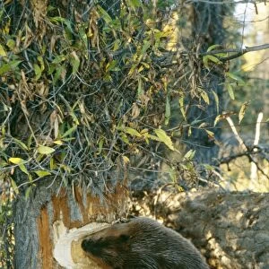 American Beaver TOM 8 Gnawing at tree Castor canadensis © Tom & Pat Leeson / ARDEA LONDON