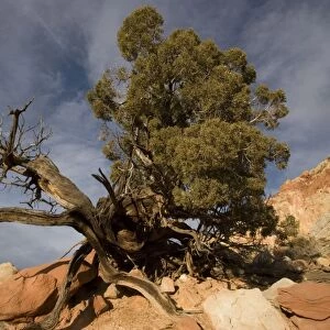 Ancient Utah Juniper tree in Capitol Reef National Park