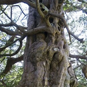 Ancient Yew Tree - predates the cristian church yard site and cliamed to be many thousands of years old - Crowhurst church yard sussex - UK