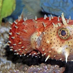 Antenna Burrfish - Tropical reefs - Atlantic