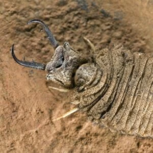 Antlion larva - close-up - Italy