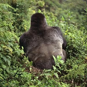 Ape: Mountain Gorilla - back of Silverback male, Virunga Volcanoes, Rwanda, Africa