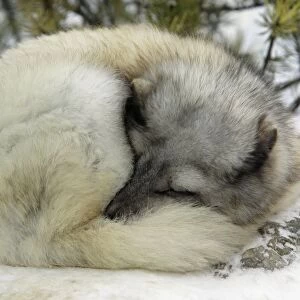 Arctic Fox - In winter with winter coat. Sleeping curled up in snow