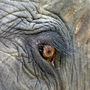 Asian elephant - close-up of eye and surrounding skin in detail Bandhavgarh NP India