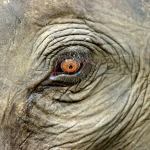 Asian / Indian Elephant - eye close-up. Bandhavgarh National Park - India