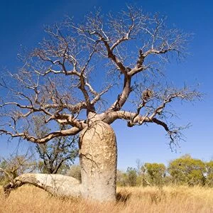 Australian Boab - impressive specimen of the australian boab growing in grassy bushland. This tree is a common sight in the Kimbeley region. It's bizarre shape is especially recognizable when its bare of leaves - Kimberley Region
