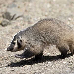 Badger / American Badger - Juvenile - Photographed in the mountains of Eastern Nevada - USA - Range - North America