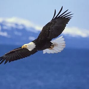 Bald Eagle - In flight over Kachemak Bay, Alaska March BE2458