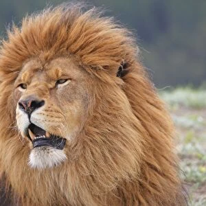 Barbary / Atlas / Nubian Lion. Extinct in wild