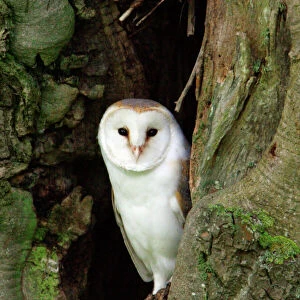 Barn Owl - at entrance of nesting hole, Northumberland, UK