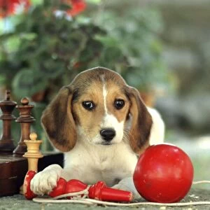 Beagle Puppy FRR 149E With chess set and red ball toy © Frederic Rolland / ardea. com