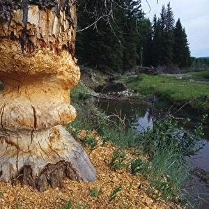 Beaver - chewed Cottonwood Tree Grand Teton National Park, Wyoming, USA