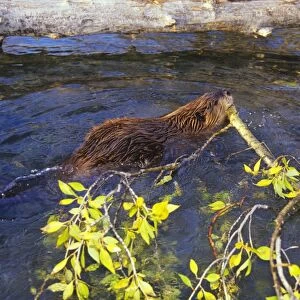 Beaver - hauling branch back to winter food cache. Autumn. Grand Teton National Park, Wyoming, Western USA. MT496