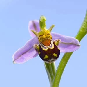 Bee Orchid - summer - Pyrennes, Spain
