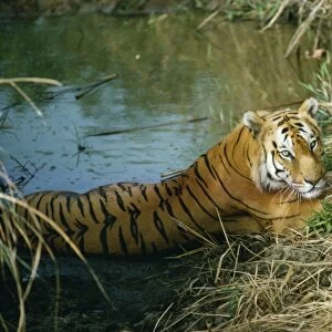 Bengal / Indian Tiger