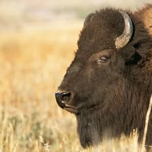 Bison CK 3012 Yellowstone Bubalus bubalis © Chris Knights / ARDEA LONDON