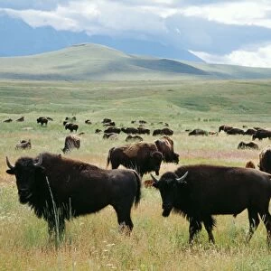 Bison Herd, National Bison Range, Montana, USA
