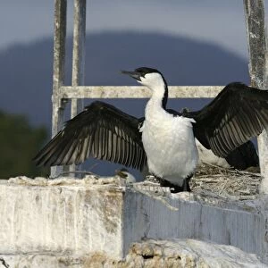 Black Faced Cormorant