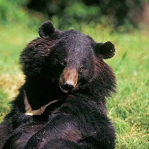 Black Himalayan Bear