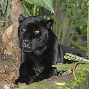 Black Jaguar Panther Belize