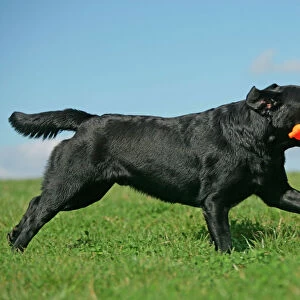 Black Labrador - running with toy in mouth