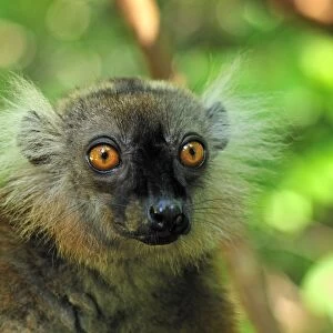Black Lemur - female - Lokobe Nature Special Reserve - Nosy Be - Northern Madagascar