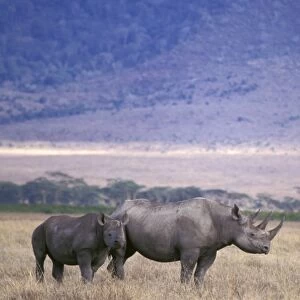 Black Rhino - mother and calf - Ngorongoro Conservation Area - Tanzania