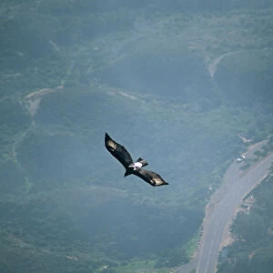 Verreauxs Eagle