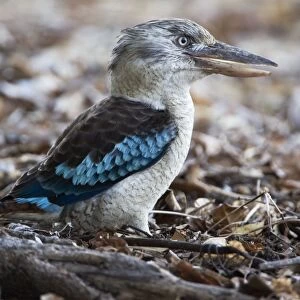 Blue-winged Kookaburra At Bathurst Head, Cape York, Queensland, Australia